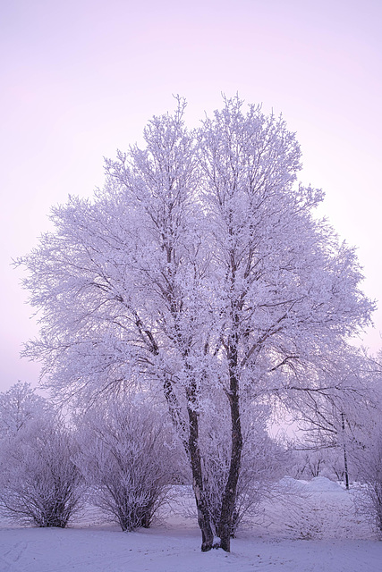 rosy fingered dawn