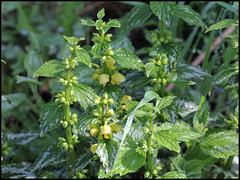 Lamium galeobdolon (2)