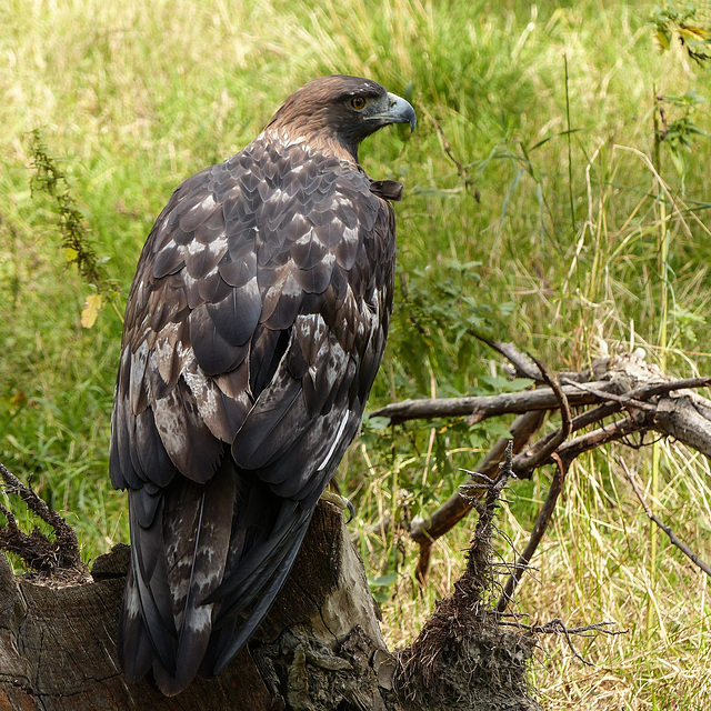 Golden Eagle juvenile