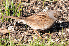 20150319 3563VRTw [D~RI] Heckenbraunelle (Prunella modularis) [m],  Rinteln