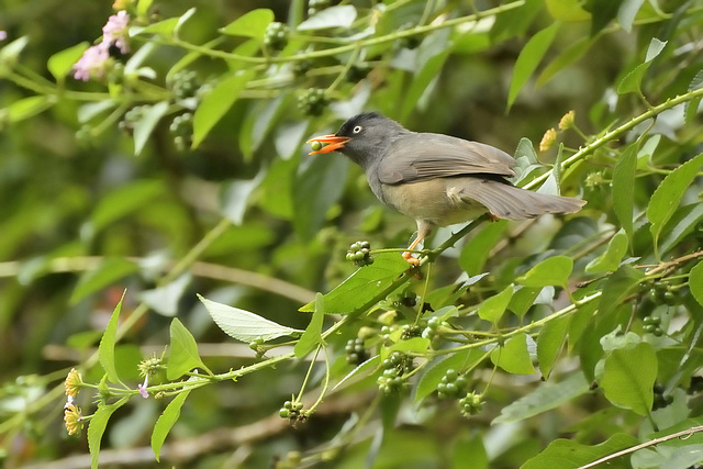 Merle péi Merle péi