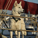 Sailboat Husky at Sunset - Nikon D750 - AFS Nikkor 28-300mm 1:3.5-5.6G VR