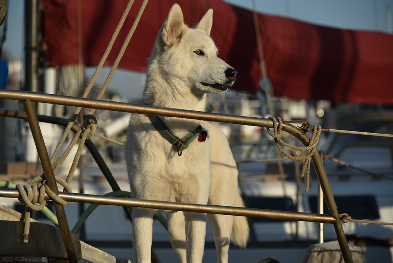 Sailboat Husky at Sunset - Nikon D750 - AFS Nikkor 28-300mm 1:3.5-5.6G VR