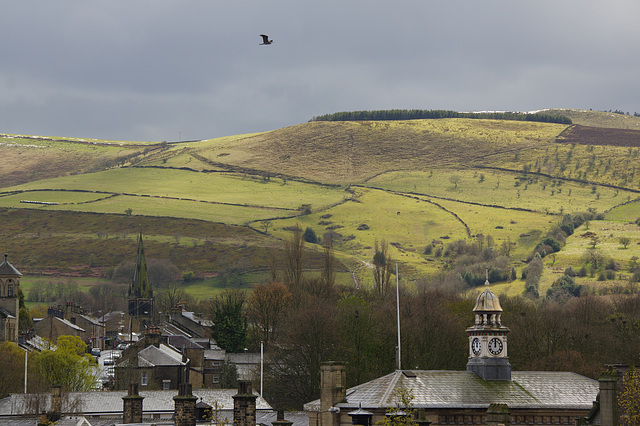 Grey Heron over the town