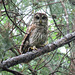 Barred owl - "Who are you?"