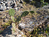 DSCN9172 - palma ou urumbeba Opuntia monacantha, Cactaceae