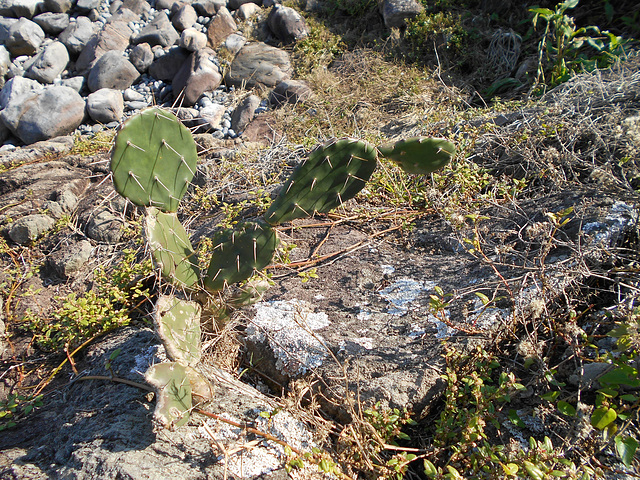 DSCN9172 - palma ou urumbeba Opuntia monacantha, Cactaceae