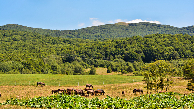 Hucul pony,Karpaten Polen