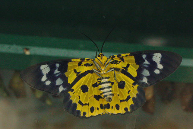 Butterfly Natural History Museum IMG_1207