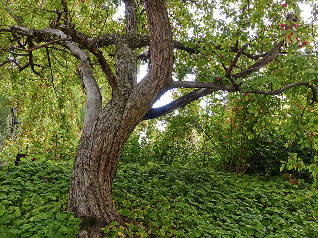 A beautiful old Crabapple tree