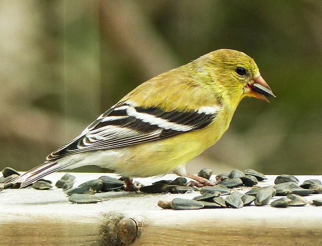 Day 9, American Finch female, Tadoussac