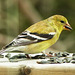 Day 9, American Finch female, Tadoussac