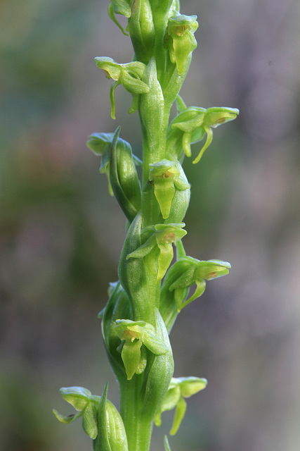 Platanthera aquilonis