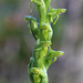 Platanthera aquilonis