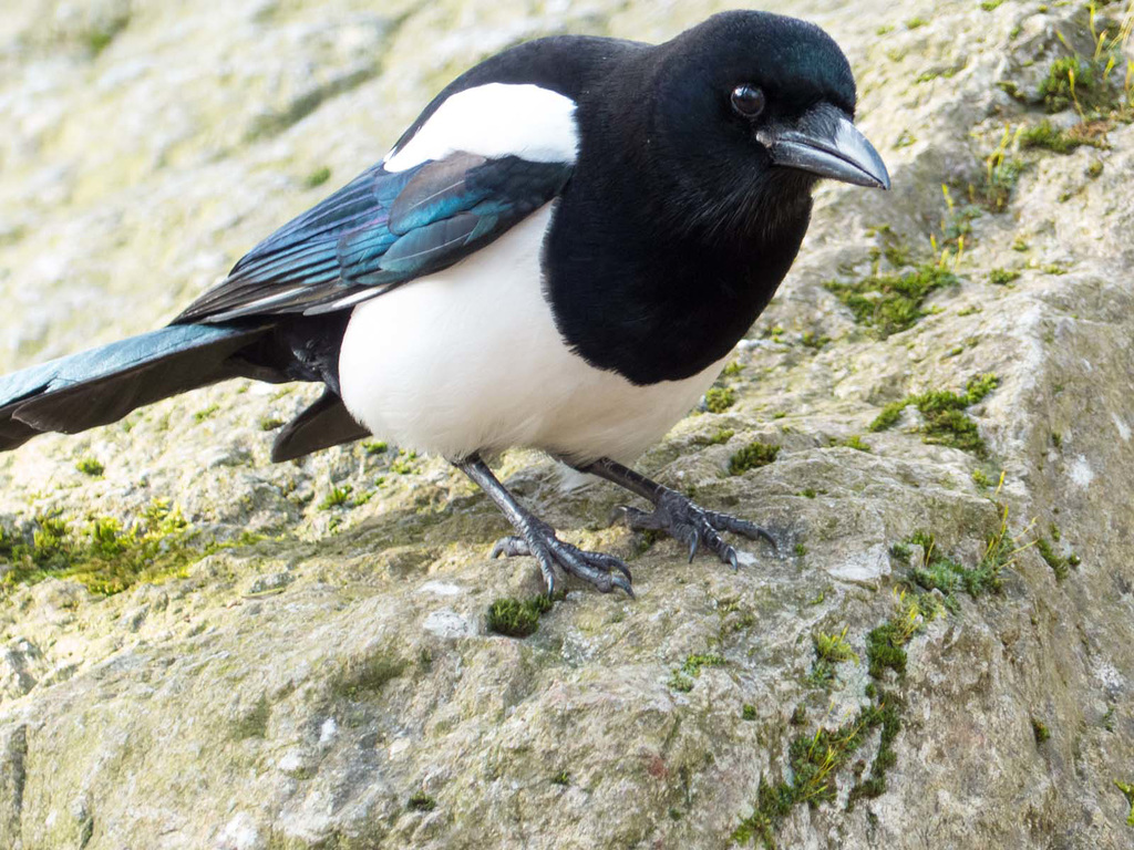 Magpie 4