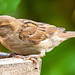 Sparrow