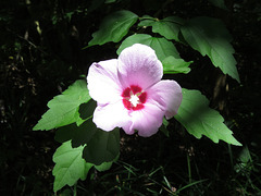 Althea flower