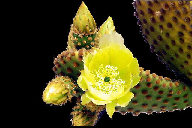 Fleure de cactus