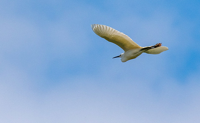 Little egret