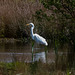 Great white egret