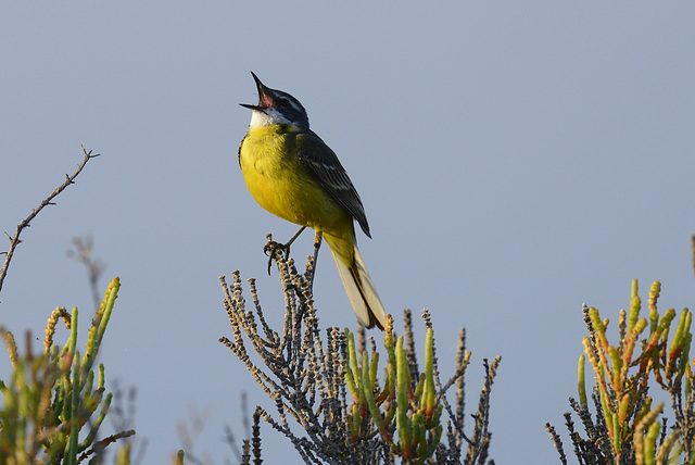 Motacilla flava, Alvéola-amarela