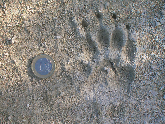 Empreinte de quel animal ?
