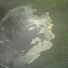 Puddle with pollen