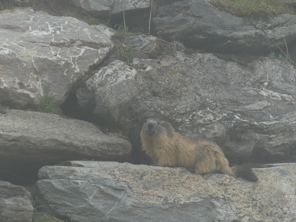 20160611 -18 Rando Meribel Les allues Jour3 Courchevel (107)
