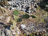 DSCN9173 - palma ou urumbeba Opuntia monacantha, Cactaceae
