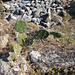 DSCN9173 - palma ou urumbeba Opuntia monacantha, Cactaceae