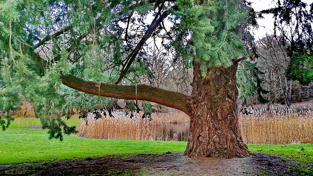 Küstendouglasie im Schlosspark Kaarz