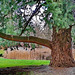 Küstendouglasie im Schlosspark Kaarz