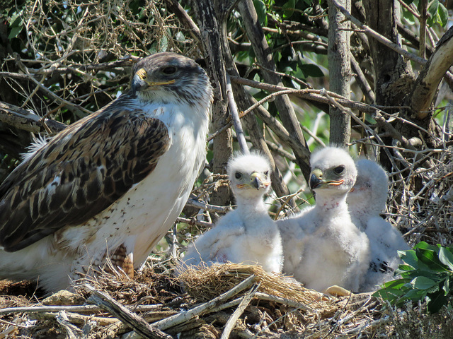 Ferruginous Hawks - now safely grown and gone
