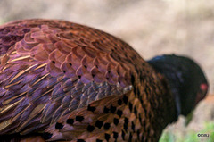 Cock Pheasant wing detail