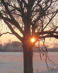 Frostiger Januartag, Eichenbaum und Sonne