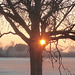 Frostiger Januartag, Eichenbaum und Sonne