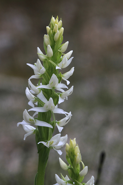 Platanthera dilatata var. dilatata