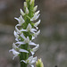 Platanthera dilatata var. dilatata