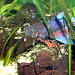 DSC04035 Betta (blog)1