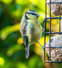 Blue tit