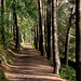 Langsett low path