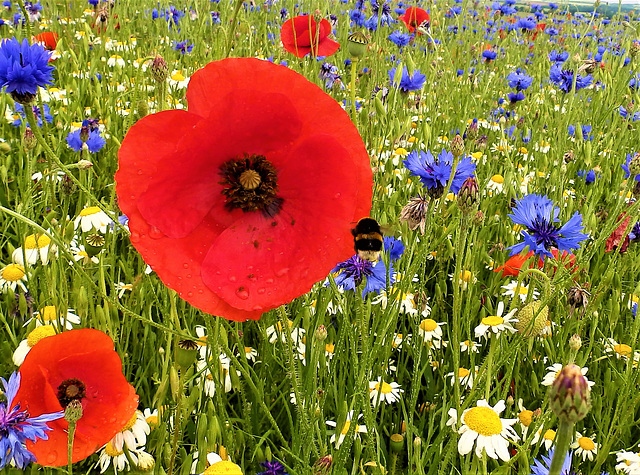 Flying in for a poppy bonanza !