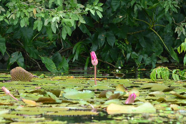 Guatemala, Rose Water Lily in the Chocón Machacas Protected Biotope