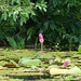 Guatemala, Rose Water Lily in the Chocón Machacas Protected Biotope