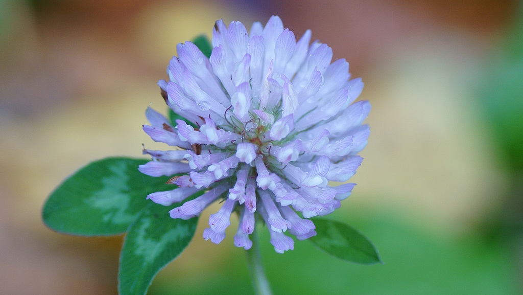 Kleeblüte Ende Oktober