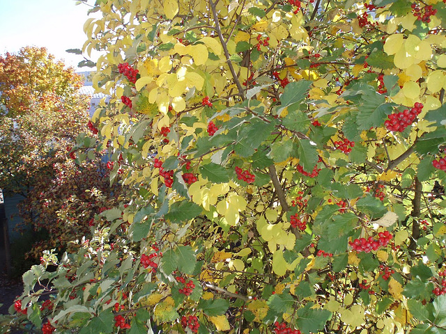 kotipihlaja, rowan