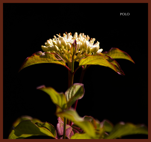 Planta silvestre [Cornus sanguínea]