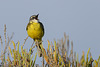 Motacilla flava, Alvéola-amarela