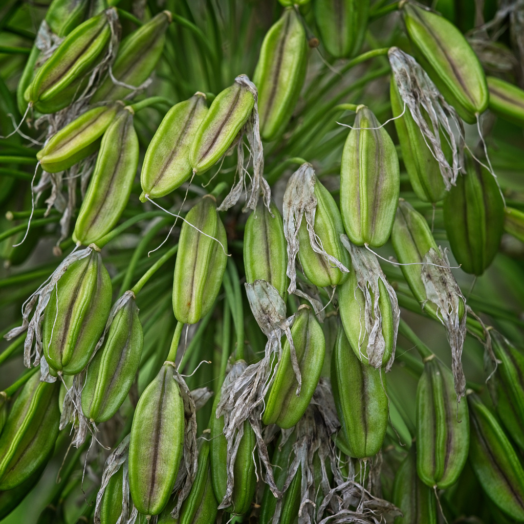 Agapanthus Seed Heads