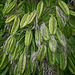 Agapanthus Seed Heads